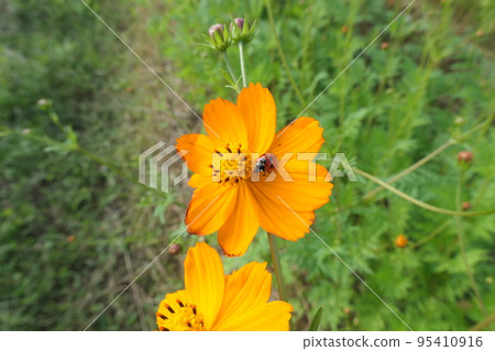 Ladybird on yellow cosmos flower 95410916