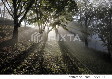 Komorebi Komorebi 95411199