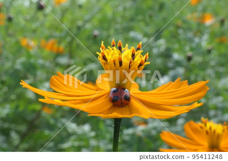 Ladybird on yellow cosmos flower Ladybird on yellow cosmos flower 95411248