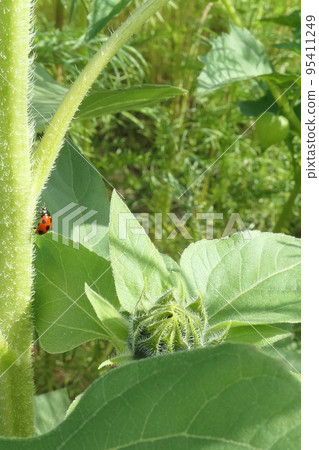 A small ladybird climbing up a sunflower stem A small ladybird climbing up a sunflower stem 95411249