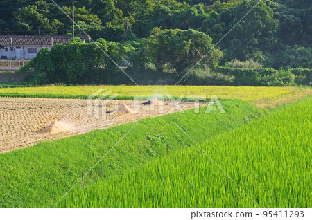 在稻田裡燃燒稻殼 95411293