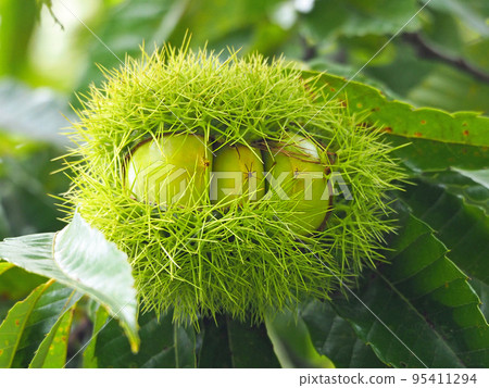 Autumn taste chestnut tree with green burrs 95411294