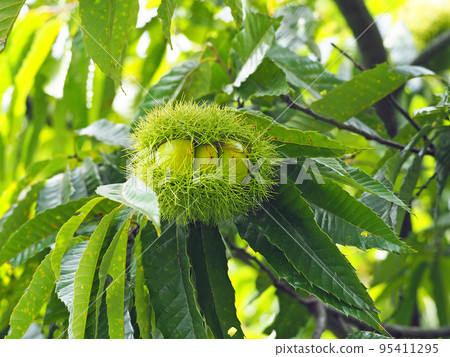 Autumn taste chestnut tree with green burrs 95411295