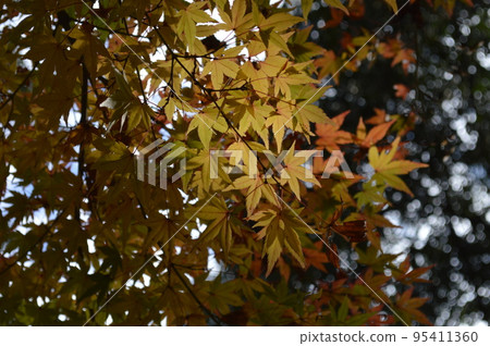 看著楓樹 95411360