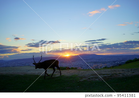 Sunset and deer on Mount Wakakusa 95411381