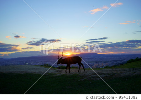 Sunset and deer on Mount Wakakusa 95411382