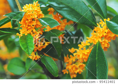 Kinmokuse Kinmokuse 95411401