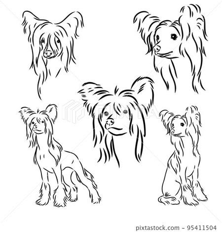 Chinese crested dog set, vector sketch chinese crested vector Chinese crested dog set, vector sketch chinese crested vector 95411504