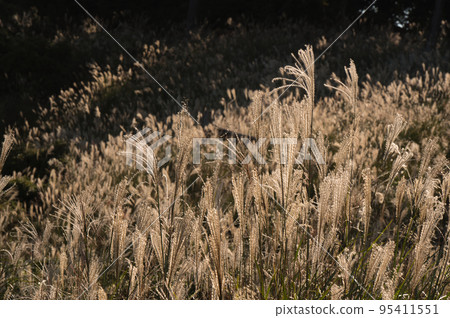 silvery pampas grass 95411551
