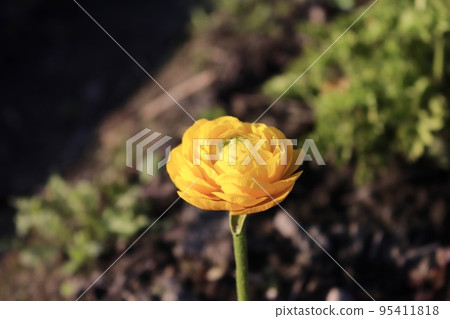 lotus flower yellow flower 95411818