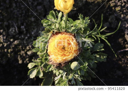 陸蓮花 黃花 95411820