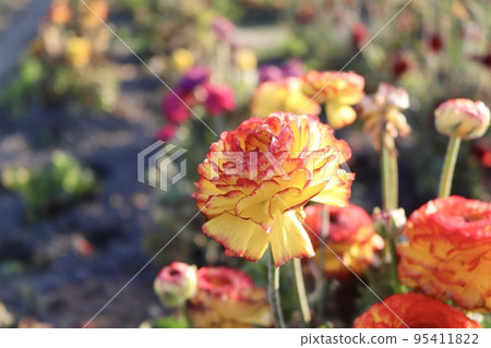 陸蓮花 黃花 紅花 95411822