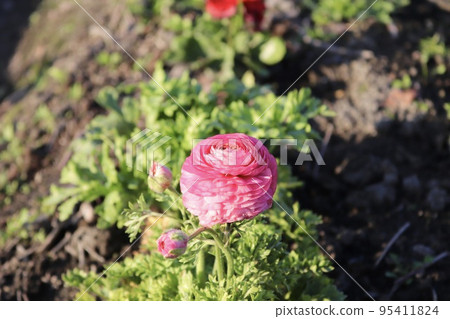 陸蓮花 粉紅花 95411824