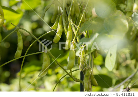Ripened edamame (secret beans) 95411831