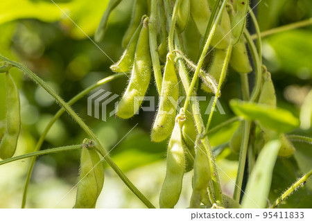 Ripened edamame (secret beans) Ripened edamame (secret beans) 95411833