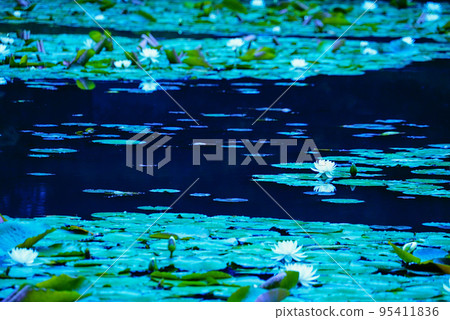 神秘氣息的睡蓮 95411836