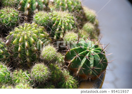 cactus, cacti, cactaceae 95411937