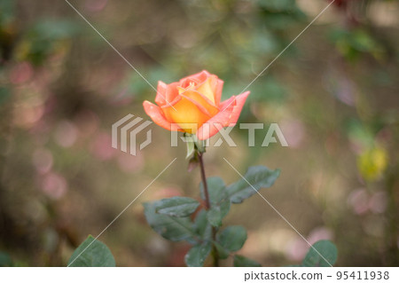 Rose Rose 95411938