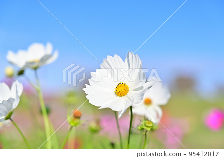 Fukiage Cosmos Field, Konosu City, Saitama Prefecture 95412017