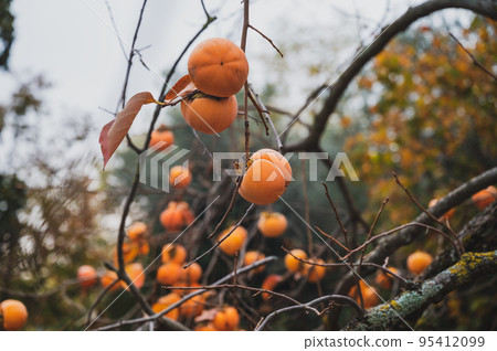Bare khaki tree branches with abundance of persimmon fruits growing on them 95412099