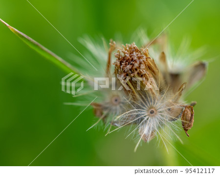 Close-up the seed of a Tridax Daisy flower when withering Close-up the seed of a Tridax Daisy flower when withering 95412117
