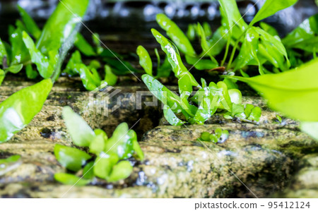 Freshness small fern leaves on the stone in the tropical garden 95412124