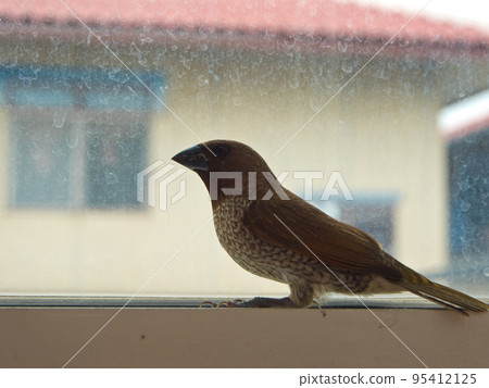 Bird at the glass window Bird at the glass window 95412125