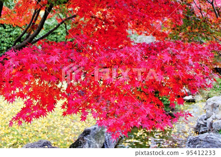 The bright red autumn leaves in the park were very impressive and vivid. The bright red autumn leaves in the park were very impressive and vivid. 95412233