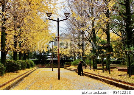 婦女在鋪滿黃色銀杏葉的公園裡散步 婦女在鋪滿黃色銀杏葉的公園裡散步 95412238