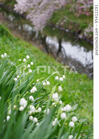 開花在水邊的鈴蘭水仙花 95412291