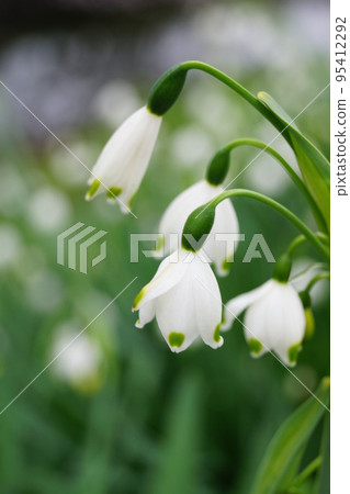 漂亮的Suzuransen花 95412292