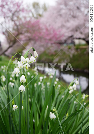 開花在水邊的鈴蘭水仙花 開花在水邊的鈴蘭水仙花 95412293