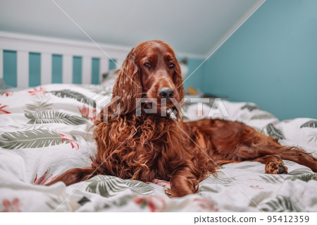 Irish Setter dog puppy under white warm blanket on a bed at home.Pet in hotel room. Pet friendly hotel. Travel with pet. Irish Setter dog puppy under white warm blanket on a bed at home.Pet in hotel room. Pet friendly hotel. Travel with pet. 95412359