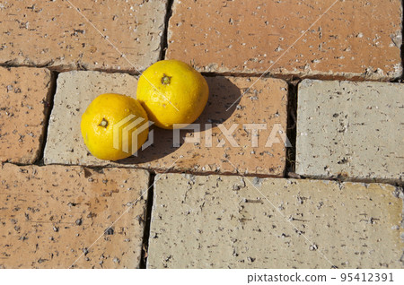 新鮮採摘的橘子 95412391