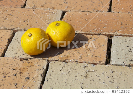 新鮮採摘的橘子 95412392