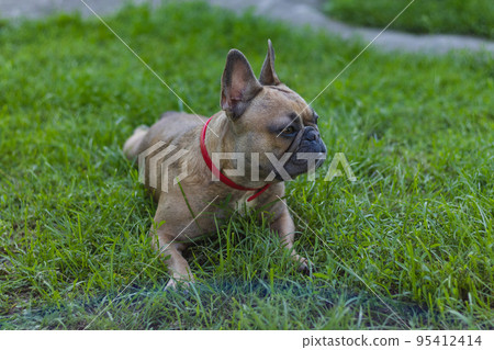 Cute French bulldog girl is resting in grass. Summer in countryside Cute French bulldog girl is resting in grass. Summer in countryside 95412414