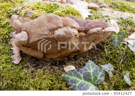 close-up of tinder fungus, a fungal plant pathogen on bark of tree with green moss close-up of tinder fungus, a fungal plant pathogen on bark of tree with green moss 95412427