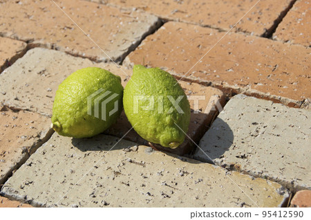 Freshly picked lemon 95412590