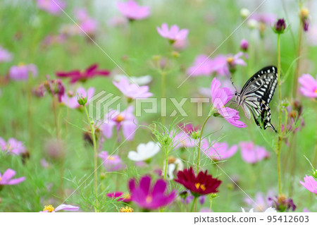 夏季風景(宇宙和燕尾蝶) 夏季風景(宇宙和燕尾蝶) 95412603