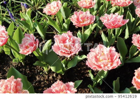 pink tulip pink flower 95412619