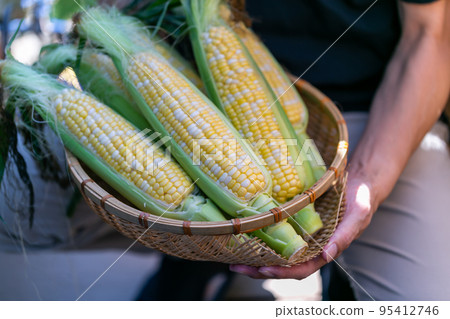 man harvesting corn 95412746