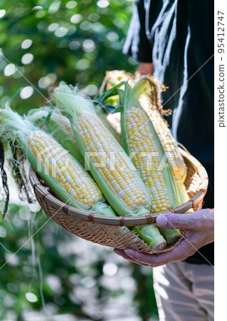 man harvesting corn 95412747