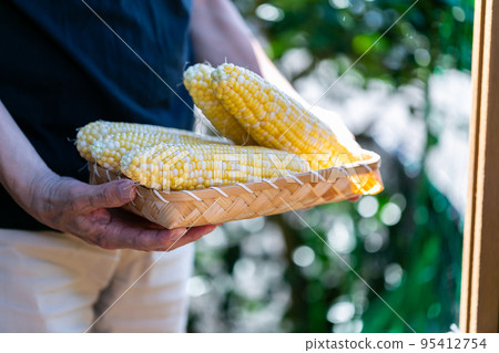 man harvesting corn 95412754