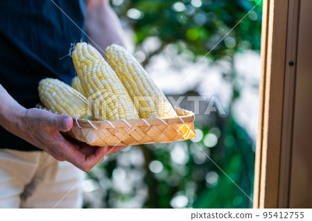 man harvesting corn 95412755