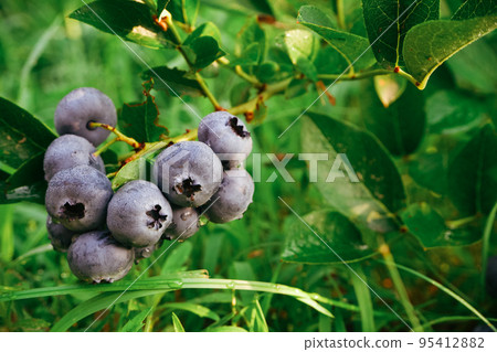 Gardening. Blue ripe blueberries on a green bush. Collecting berries. 95412882