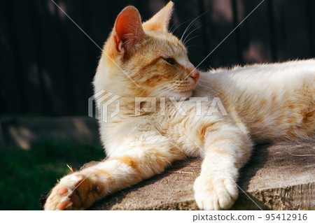 A ginger cat is relaxing in the shade of a summer garden on a large tree stump. Lazy cat. Close-up photo. 95412916