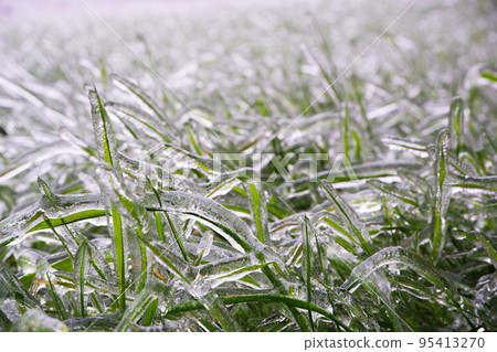 Green grass covered with ice. Frozen freezing rain. Ice covered. Bad weather in spring. Close-up view. Green grass covered with ice. Frozen freezing rain. Ice covered. Bad weather in spring. Close-up view. 95413270