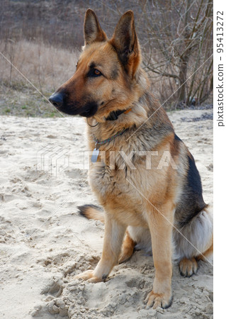 German shepherd dog sits on the sandy beach of the lake in early spring. Walking with your pet. German shepherd dog sits on the sandy beach of the lake in early spring. Walking with your pet. 95413272