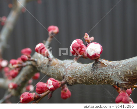 Blooming apricot close-up. The apricot tree buds reveal flowers. Natural background. Place for your text. Blooming apricot close-up. The apricot tree buds reveal flowers. Natural background. Place for your text. 95413290