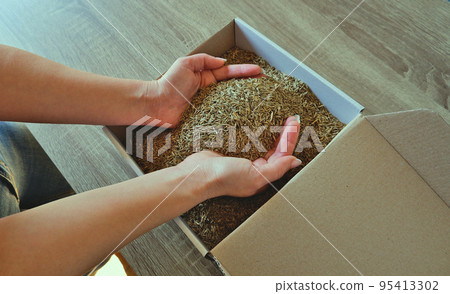 Female hands take grass seeds from a cardboard shipping box. Preparing for sowing a lawn. 95413302